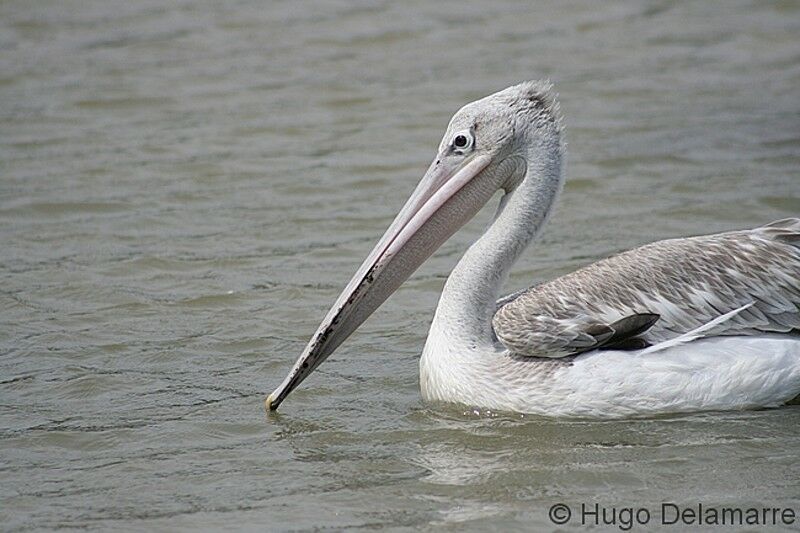 Great White Pelican