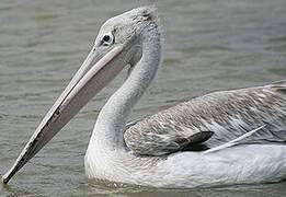 Great White Pelican