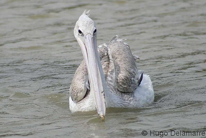 Great White Pelican