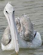 Great White Pelican