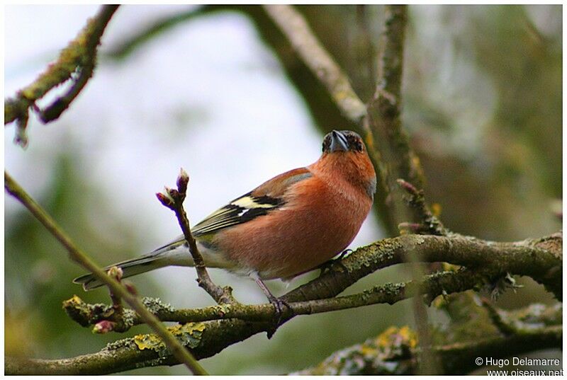 Eurasian Chaffinch male adult