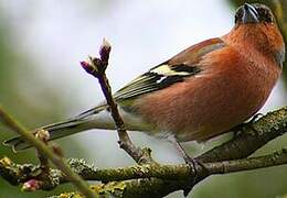 Eurasian Chaffinch