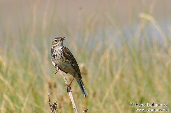 Tree Pipit