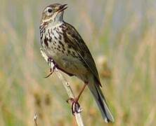 Tree Pipit