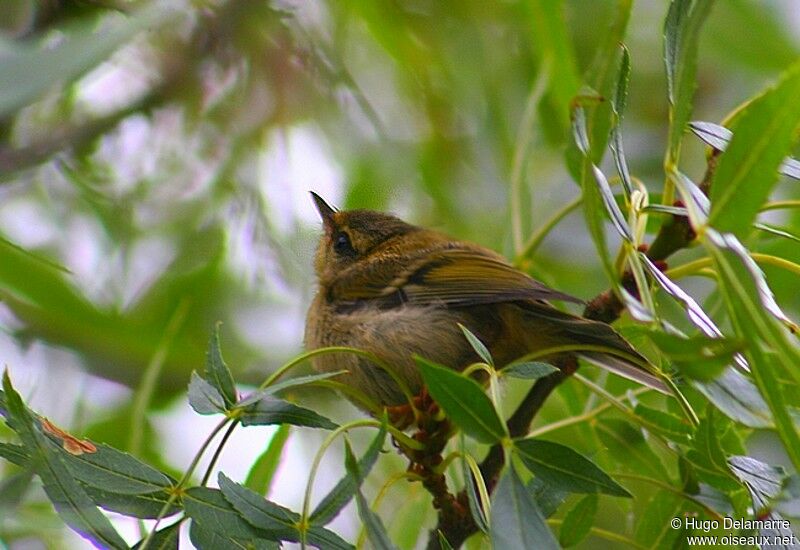 Common Firecrest