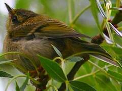 Common Firecrest