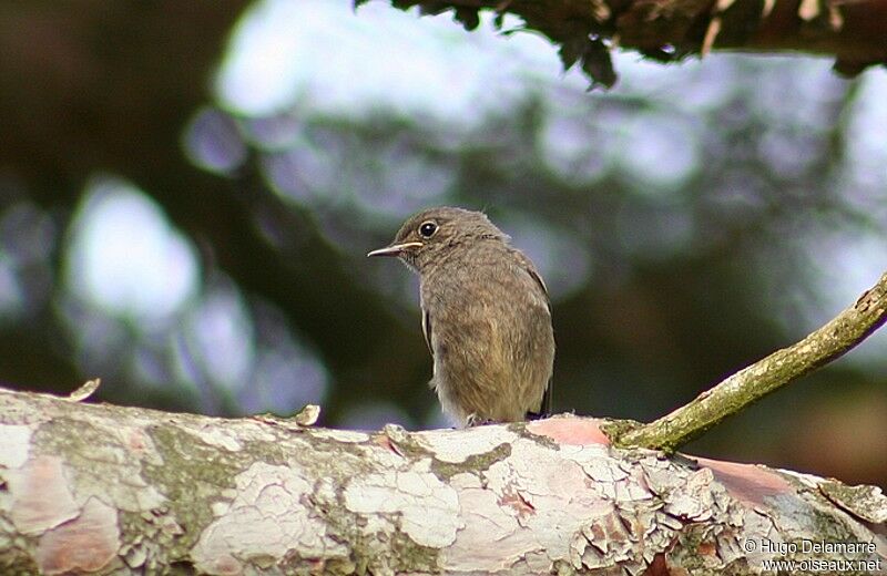 Black Redstart