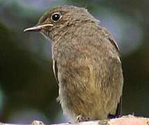 Black Redstart