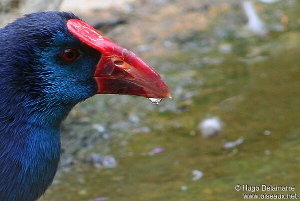 Western Swamphen