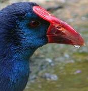 Western Swamphen