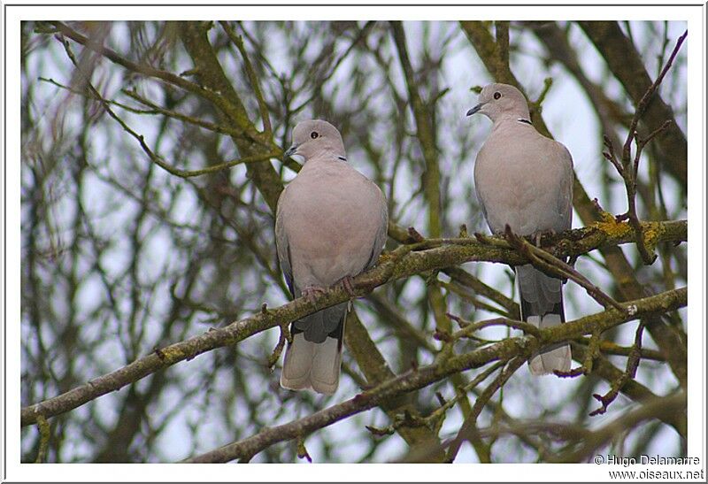 Eurasian Collared Dove