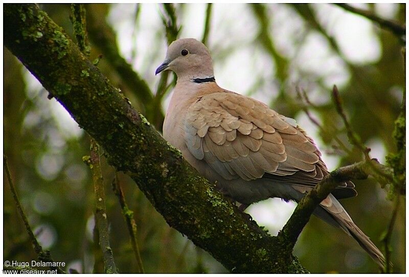 Eurasian Collared Doveadult