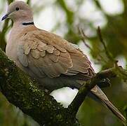 Eurasian Collared Dove