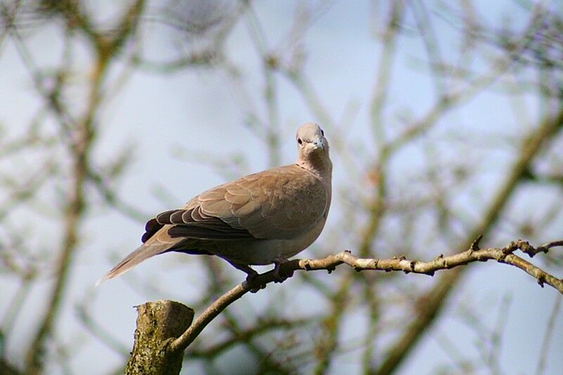 Eurasian Collared Dove