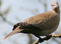 Eurasian Collared Dove