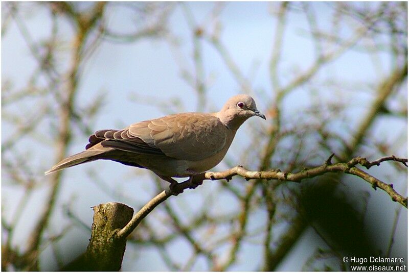 Eurasian Collared Dove