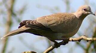 Eurasian Collared Dove