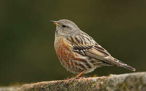 Alpine Accentor