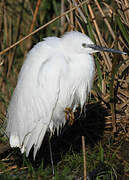 Aigrette garzette