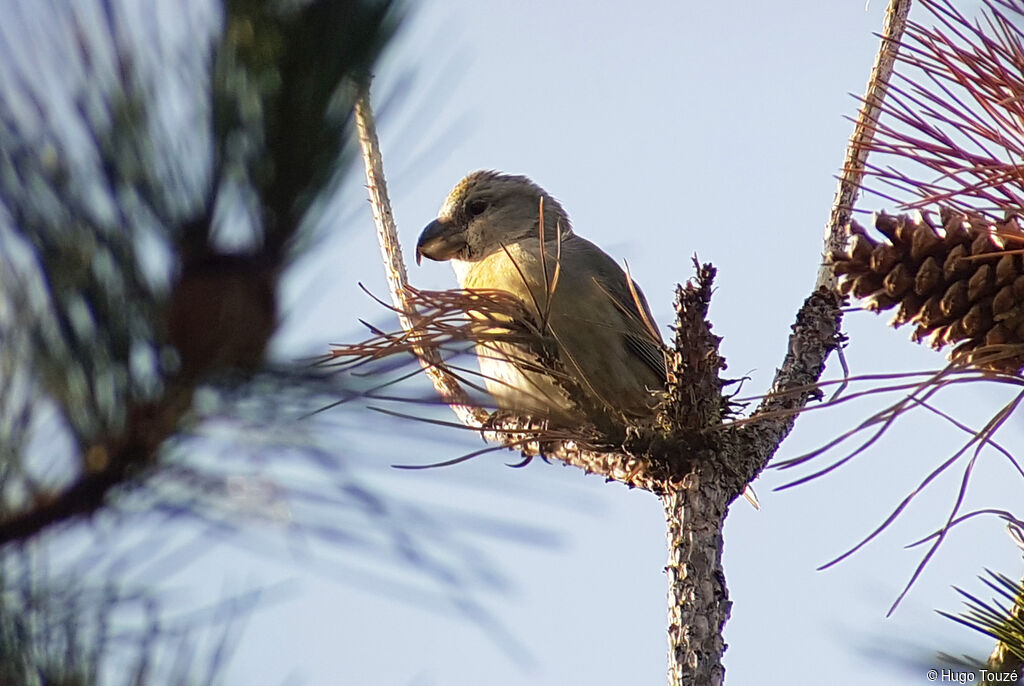 Parrot Crossbill female