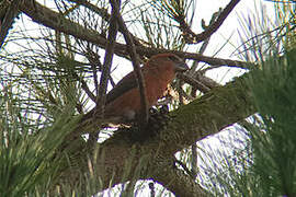 Parrot Crossbill