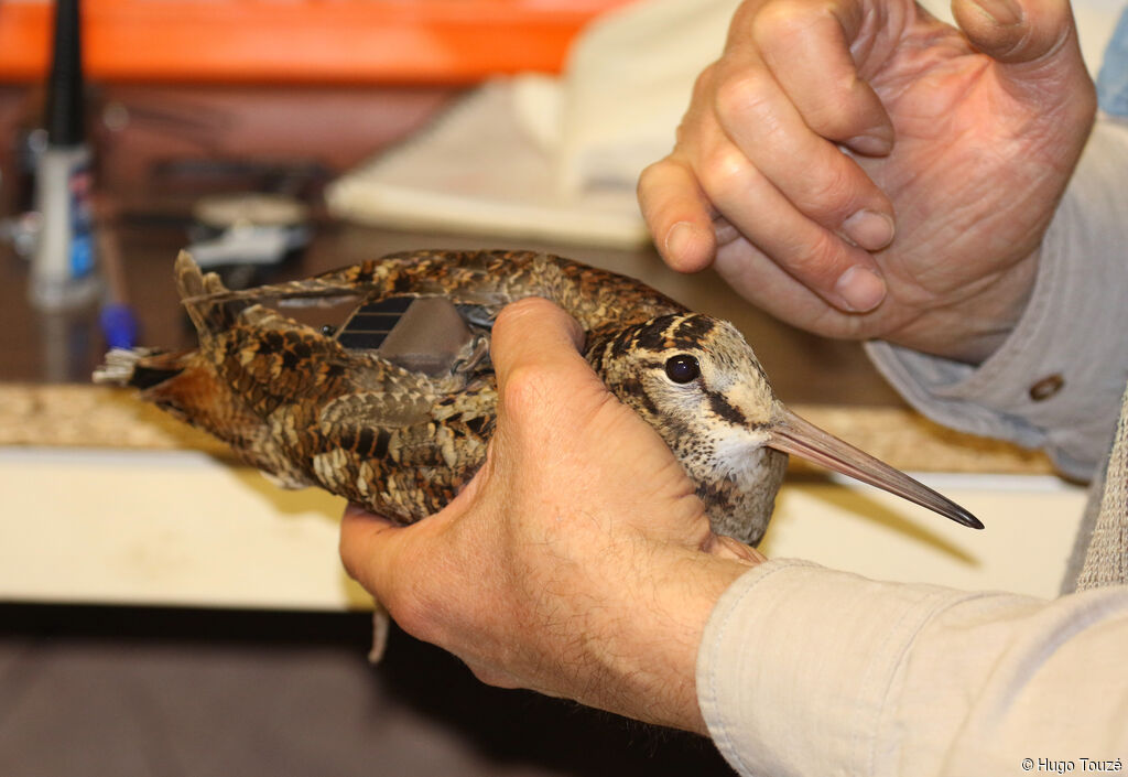 Eurasian Woodcock