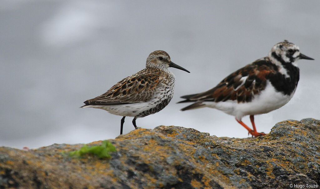 Dunlin