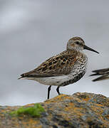 Dunlin