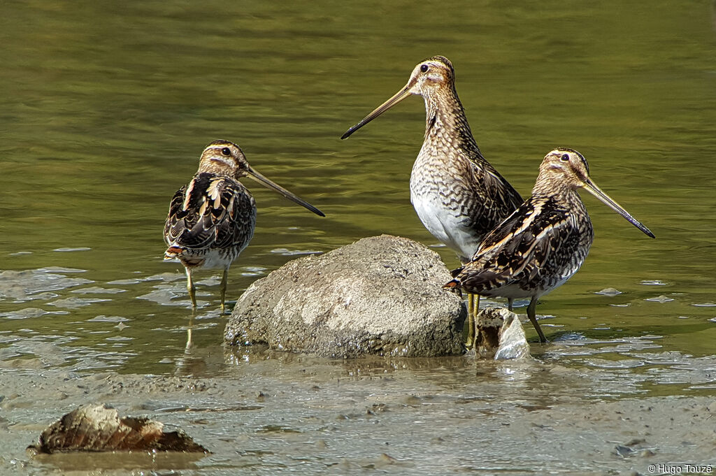 Common Snipe