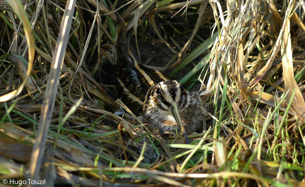 Jack Snipe