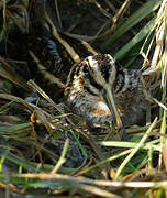 Jack Snipe