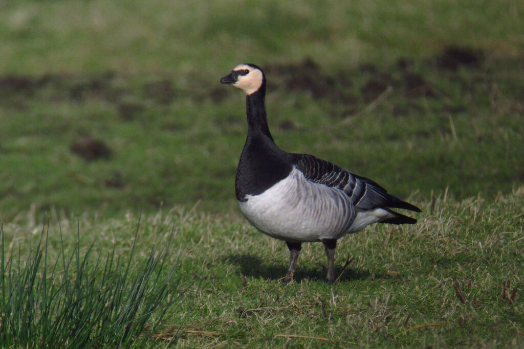 Barnacle Goose