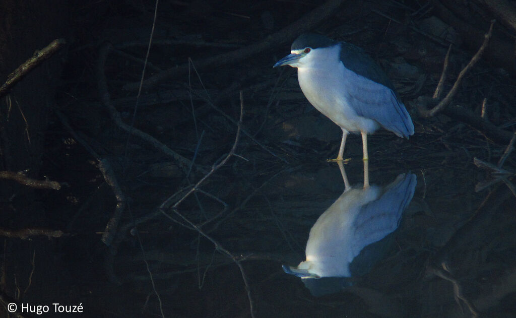 Black-crowned Night Heron