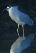 Black-crowned Night Heron