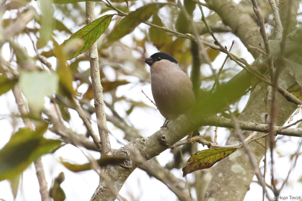 Eurasian Bullfinch female