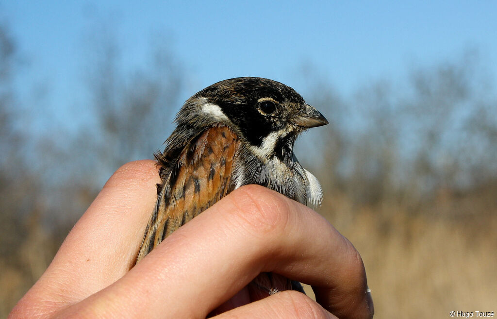 Common Reed Bunting male