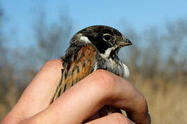 Common Reed Bunting