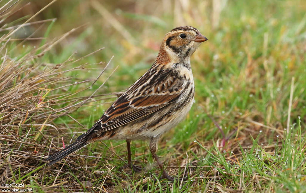 Bruant lapon mâle 1ère année, identification