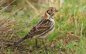 Lapland Longspur