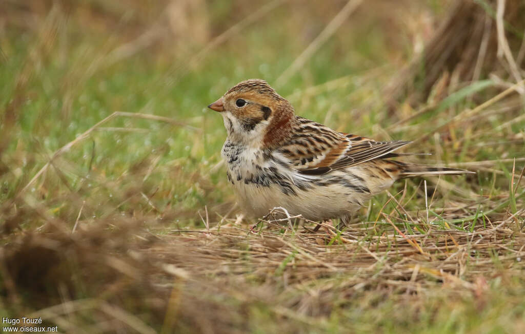 Bruant lapon mâle internuptial, identification