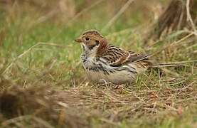 Lapland Longspur