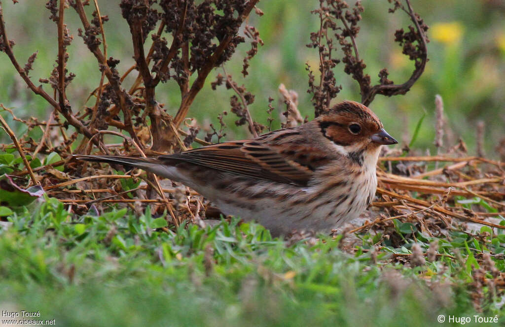 Little Buntingadult, camouflage, pigmentation, eats