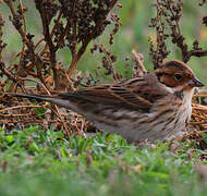 Little Bunting