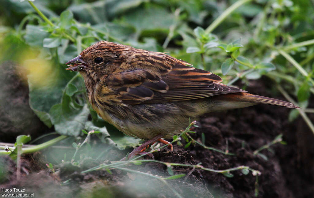 Bruant roux1ère année, identification