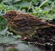 Chestnut Bunting