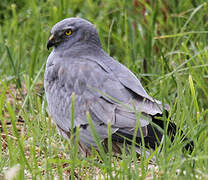 Montagu's Harrier