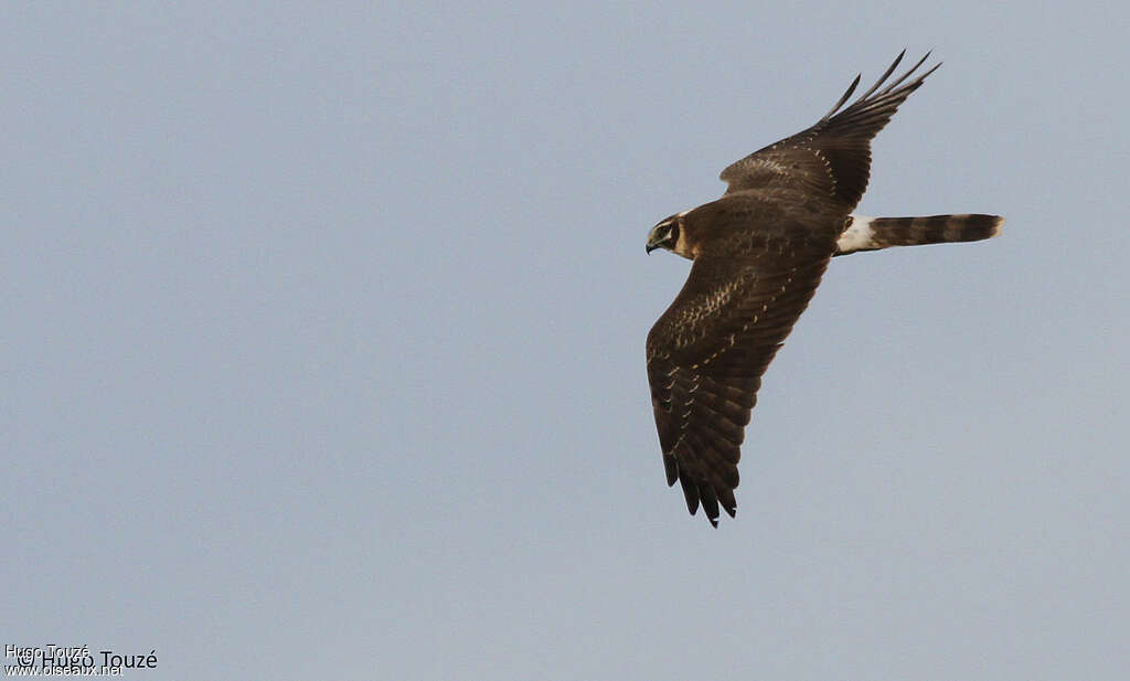 Pallid Harrier female Second year, pigmentation, Flight