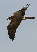 Pallid Harrier