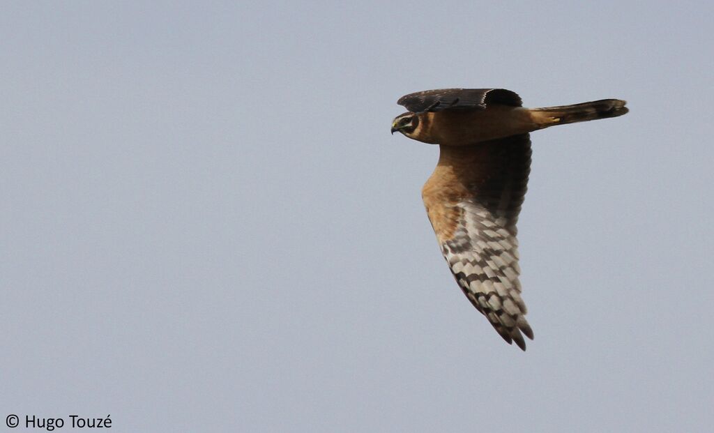 Pallid Harrier female Second year