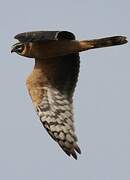 Pallid Harrier